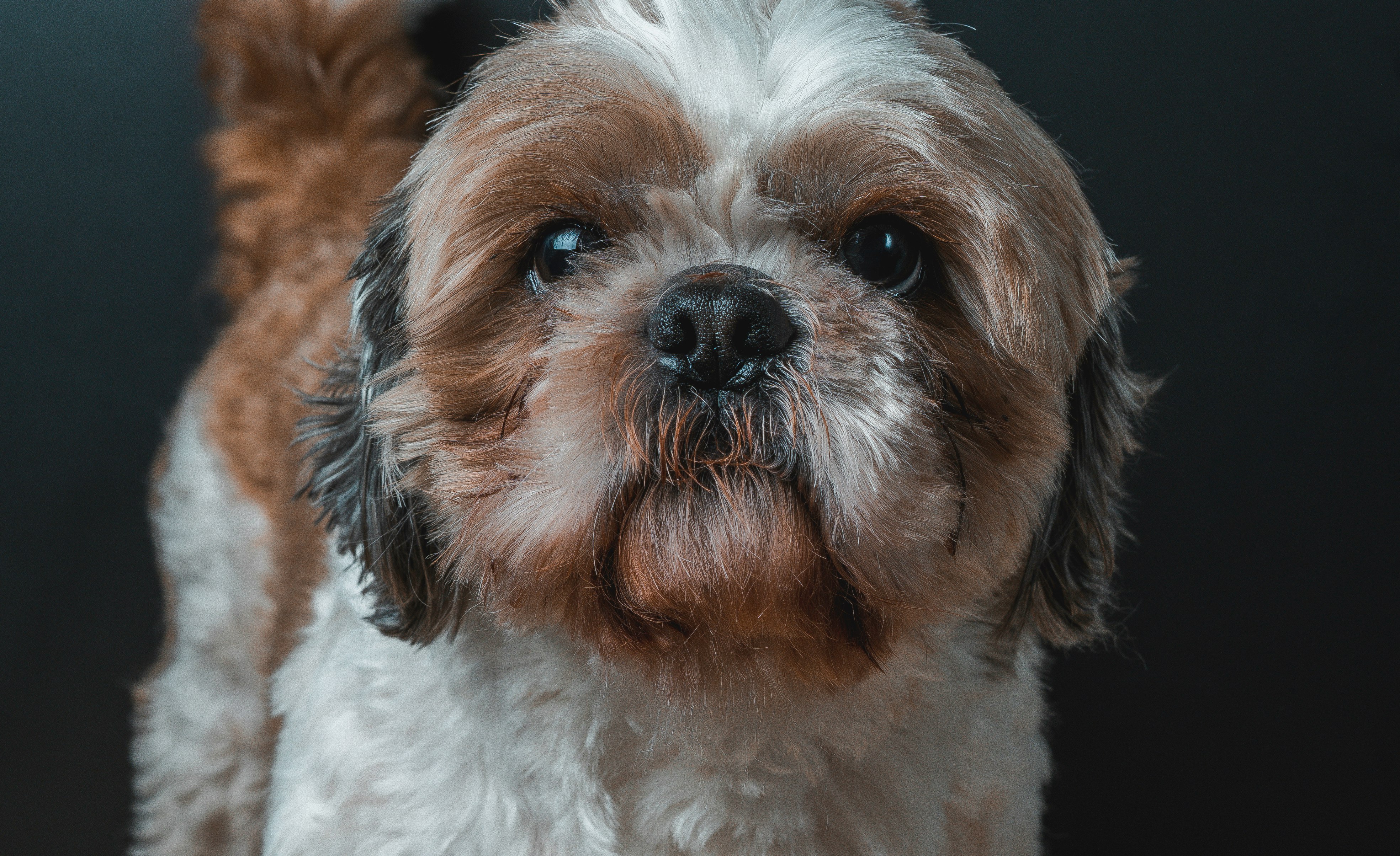 white and brown long coated dog